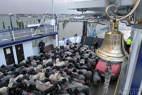 Travemünde Aktuell: Tierischer Andrang auf der Priwallfähre