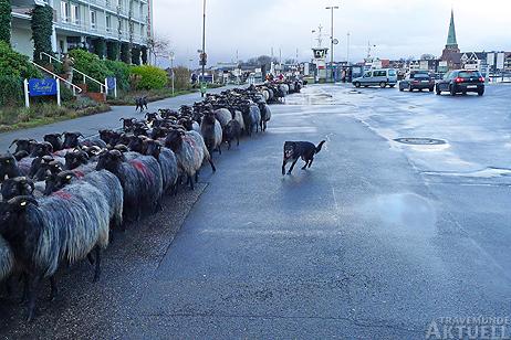 Travemünde Aktuell: Tierischer Andrang auf der Priwallfähre