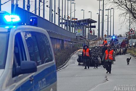 Travemünde Aktuell: Tierischer Andrang auf der Priwallfähre