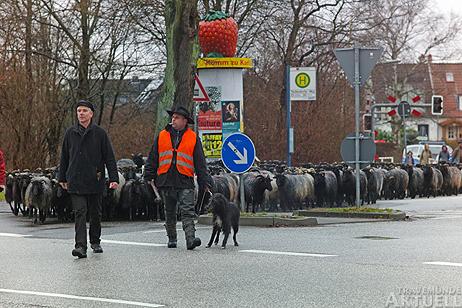 Travemünde Aktuell: Tierischer Andrang auf der Priwallfähre
