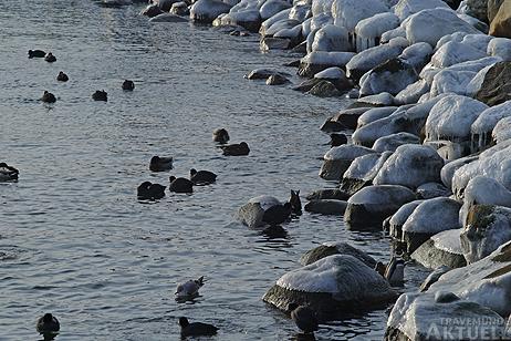 Travemünde Aktuell: Enten und Blässhühner im Gänsemarsch