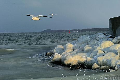 Travemünde Aktuell: Enten und Blässhühner im Gänsemarsch