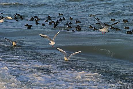 Travemünde Aktuell: Enten und Blässhühner im Gänsemarsch