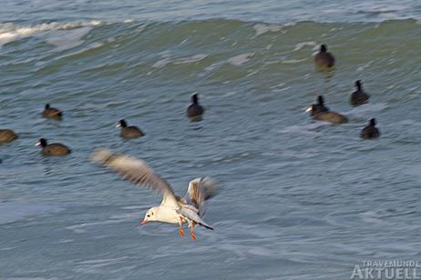 Travemünde Aktuell: Enten und Blässhühner im Gänsemarsch