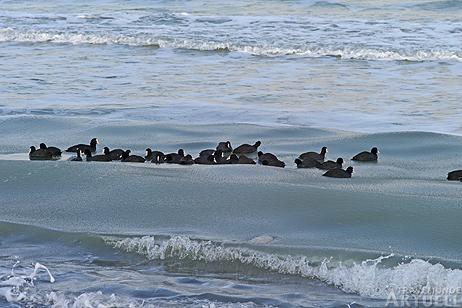 Travemünde Aktuell: Enten und Blässhühner im Gänsemarsch