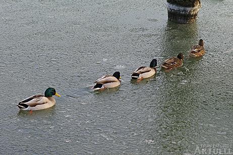 Travemünde Aktuell: Enten und Blässhühner im Gänsemarsch