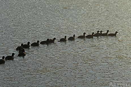Travemünde Aktuell: Enten und Blässhühner im Gänsemarsch
