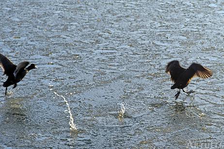 Travemünde Aktuell: Enten und Blässhühner im Gänsemarsch