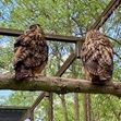 Zum Artikel Razzia im Vogelpark Niendorf: Beweismittel sichergestellt
