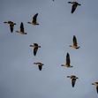 Zum Artikel Vogelzug über der Ostsee: Wenn der Himmel zur Reiseroute wird